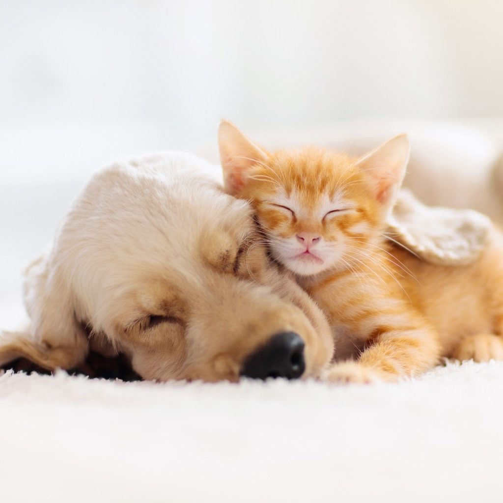 Produits vétérinaires, Pharmacie de l'Église, Besné